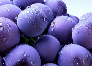 10 lợi ích vàng với sức khỏe của quả việt quất